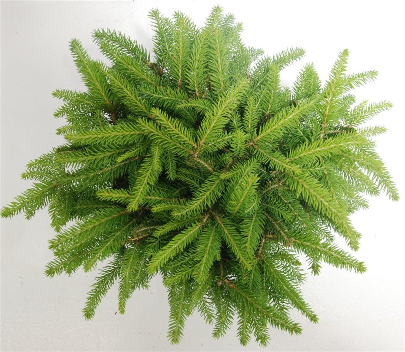 Picea a. 'Nidiformis' - C5 30-40 CM
